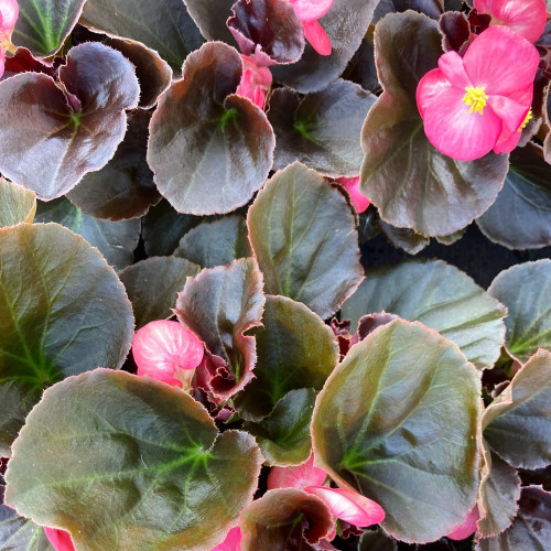 Begonia Big Rose clair Megawatt pink bronze leaf