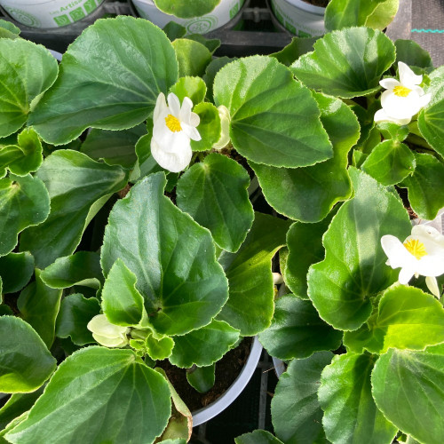 Begonia Megawatt Big White