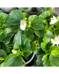 Begonia Megawatt Big White