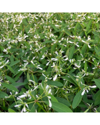 Euphorbia Hypericifolia Diwali Shower
