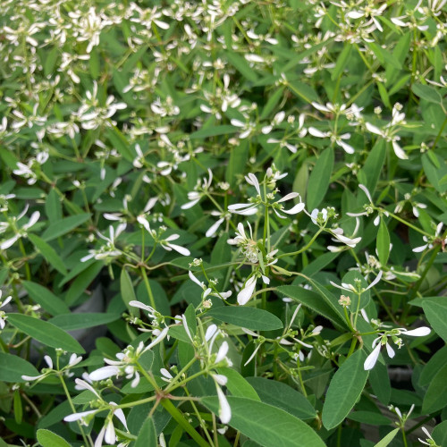 Euphorbia Hypericifolia Diwali Shower