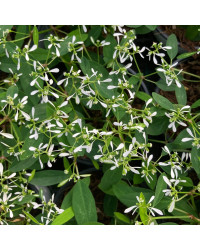 Euphorbia Hypericifolia Diwali Shower
