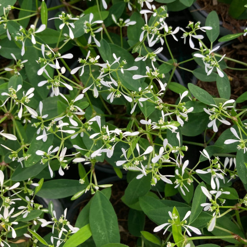 Euphorbia Hypericifolia Diwali Shower