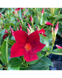 Dipladénia Sanderi Mandevilla rouge