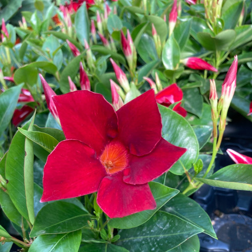 Dipladénia Sanderi Mandevilla rouge