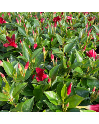 Dipladénia Sanderi Mandevilla rouge