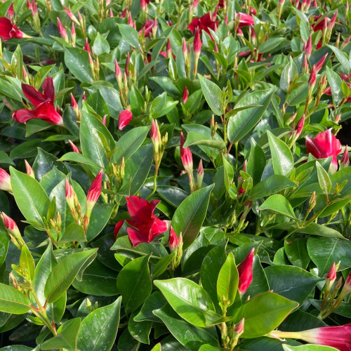 Dipladénia Sanderi Mandevilla rouge