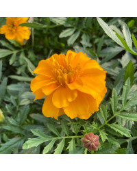 oeillet d'inde Durango Orange