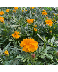 oeillet d'inde Durango Orange