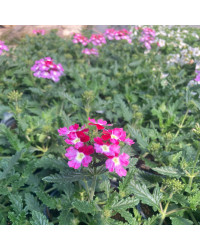 Verveine Hybrida Lanai Twister Burgundy