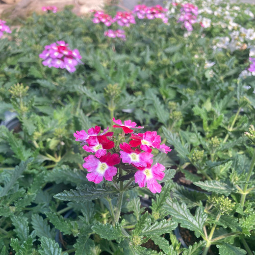 Verveine Hybrida Lanai Twister Burgundy