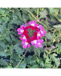 Verveine Hybrida Lanai Twister Burgundy