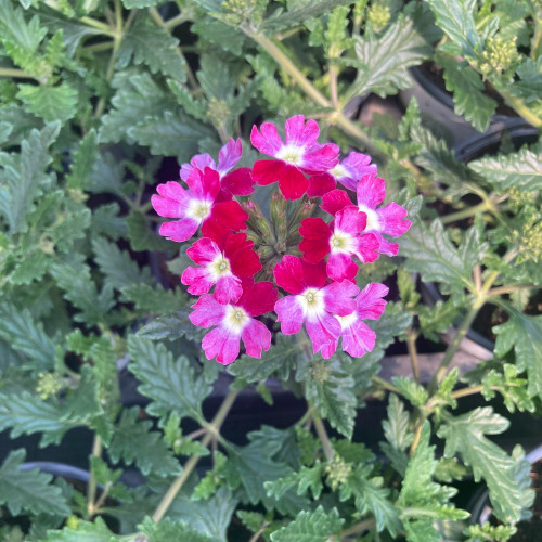 Verveine Hybrida Lanai Twister Burgundy