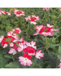 Verveine Hybrida Lanai Twister Red