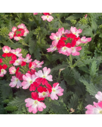 Verveine Hybrida Lanai Twister Red
