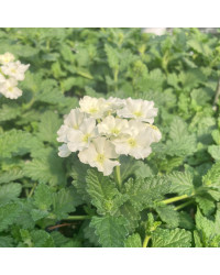 Verbena Blues Lime White