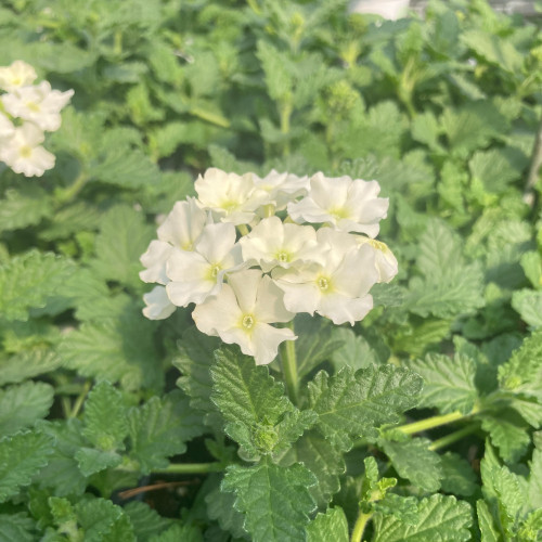 Verbena Blues Lime White