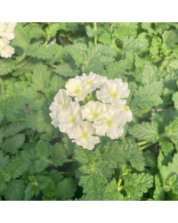 Verbena Blues Lime White