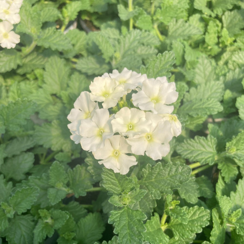 Verbena Blues Lime White