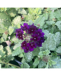 Verveine Retombante Blue Violet Eye