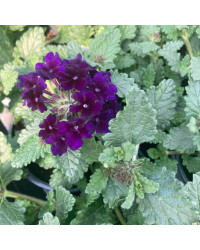 Verveine Retombante Blue Violet Eye