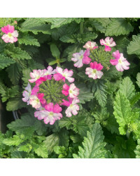 Verveine Vepita Frosted Pink