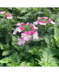 Verveine Vepita Frosted Pink