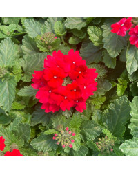 Verveine Hybrida Lanai Early Deep Red