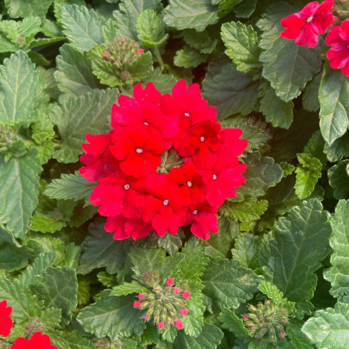 Verveine Hybrida Lanai Early Deep Red