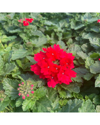 Verveine Hybrida Lanai Early Deep Red