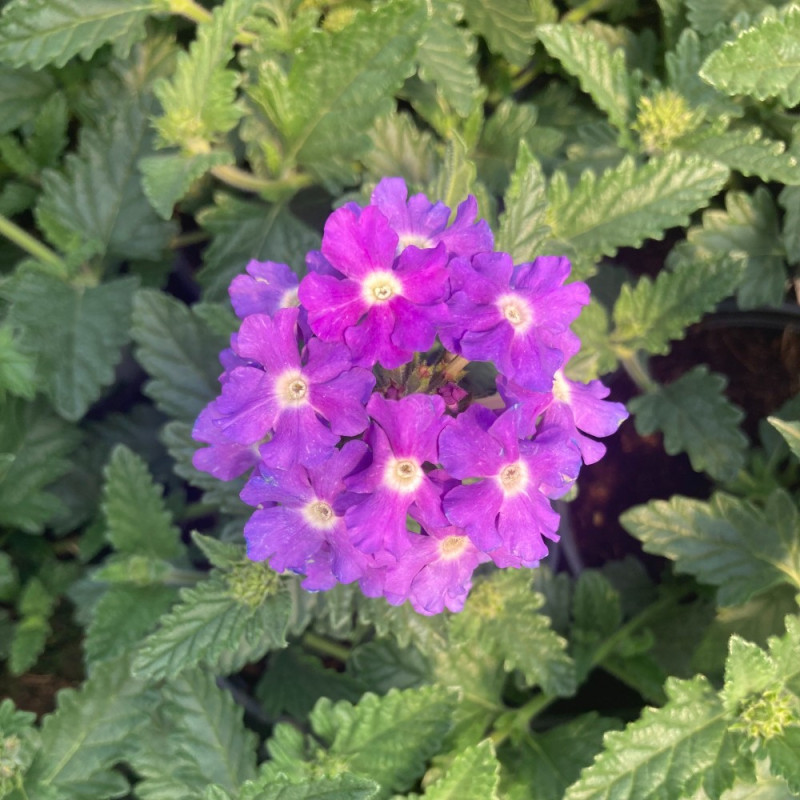 Verveine rigide violet mauve - Verbena venosa