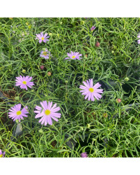 Brachychome Multifida Brasco