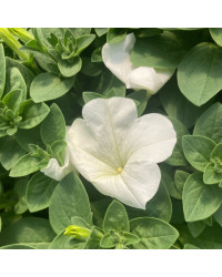 Petunia Surfinia White
