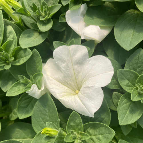 Petunia Surfinia White