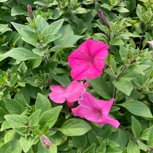 Petunia Surfinia Rose Pink