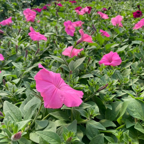 Petunia Surfinia Rose Pink