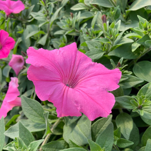 Petunia Surfinia Rose Pink