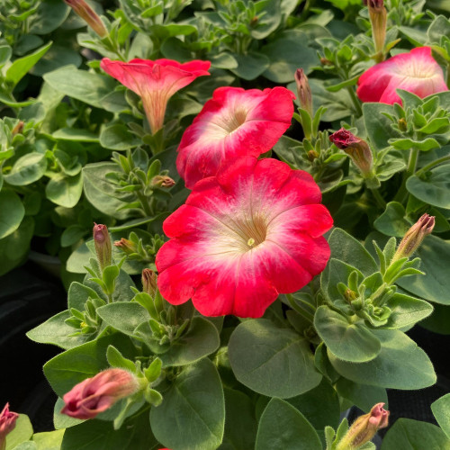 Petunia Surfinia Cascadia Fantasy Hot Pink