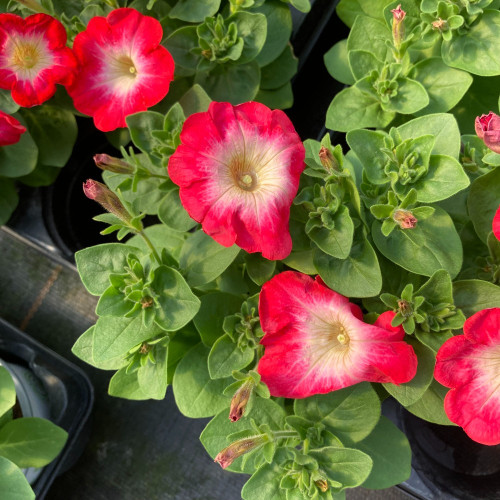 Petunia Surfinia Cascadia Fantasy Hot Pink