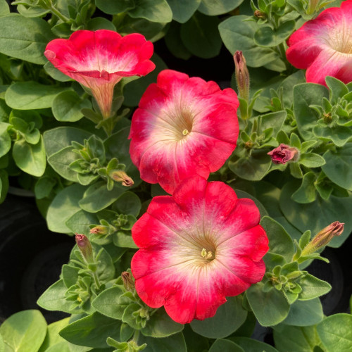 Petunia Surfinia Cascadia Fantasy Hot Pink