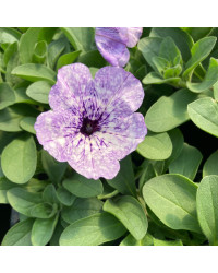 Petunia Surfinia Lavender Sky