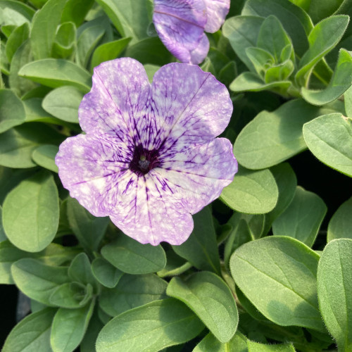 Petunia Surfinia Lavender Sky
