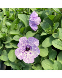 Petunia Surfinia Lavender Sky
