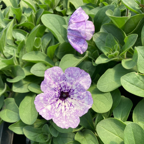Petunia Surfinia Lavender Sky