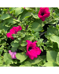 Petunia Retombant Surfinia Purple