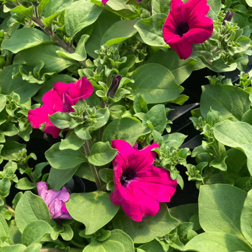 Petunia Retombant Surfinia Purple