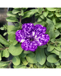 Petunia Night Family Night Sky