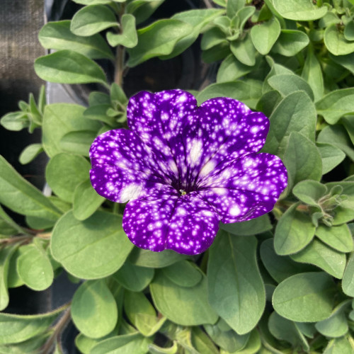 Petunia Night Family Night Sky