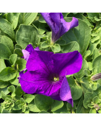 Petunia Retombant Surfinia Giant Blue