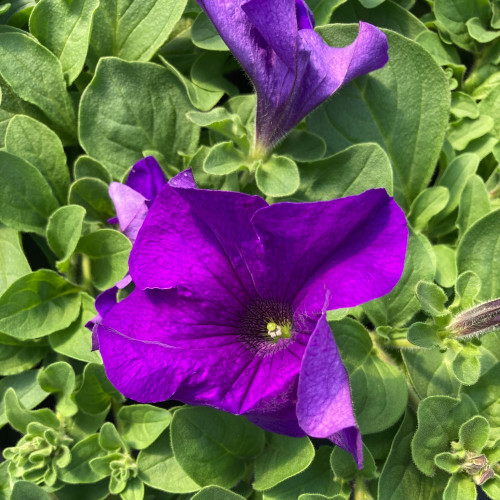 Petunia Retombant Surfinia Giant Blue